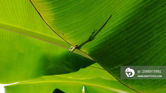 Little gecko looks out behind a leaf