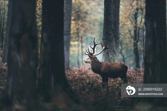 Dark autumn forest with red deer stag standing between brown colored ferns. Side view.