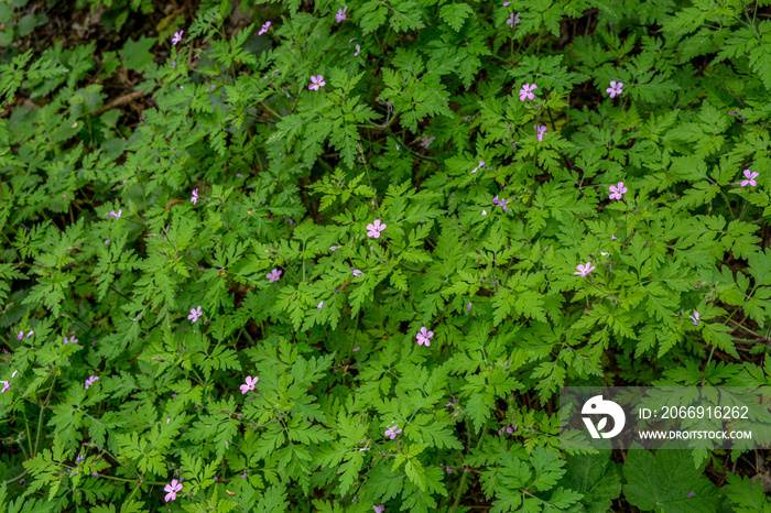 Geranium (Geranium robertianum) grows in the wild .