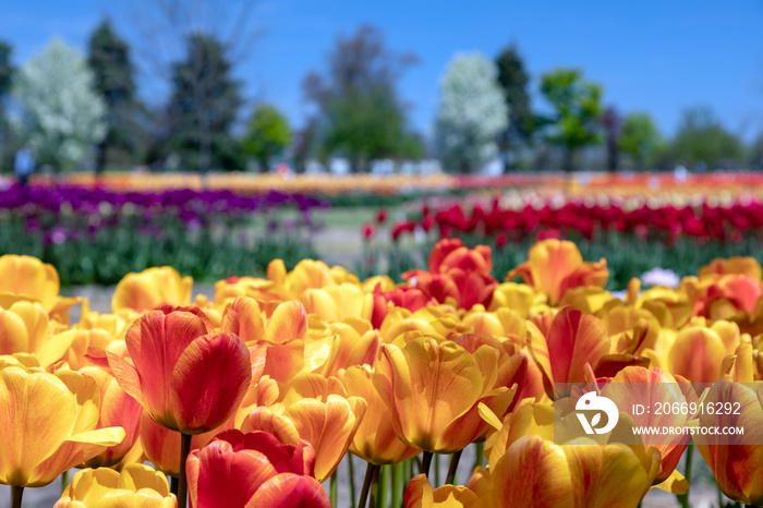 Vibrant field of tulips in Springtime