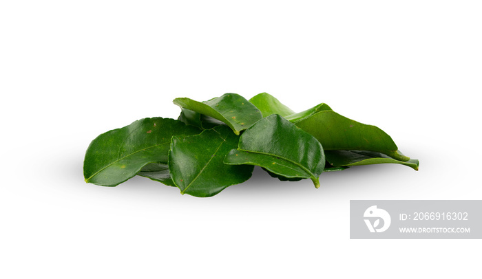 Set of lime leaves isolated