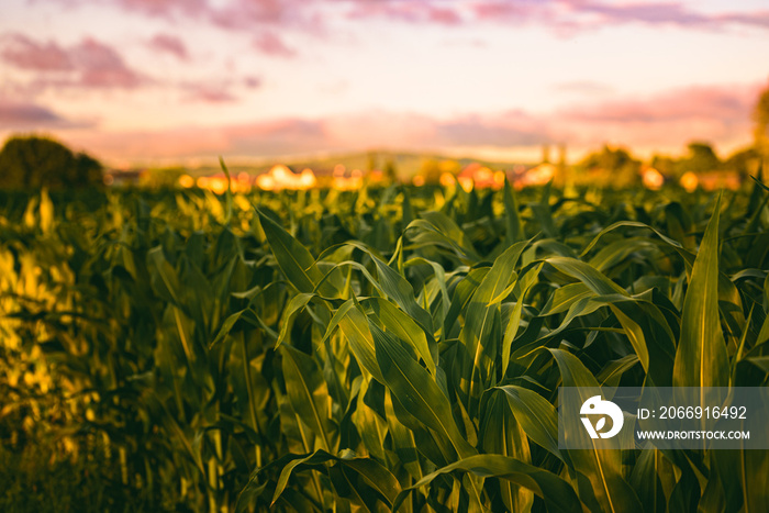 Corn field in sunset. Maize agriculture theme.