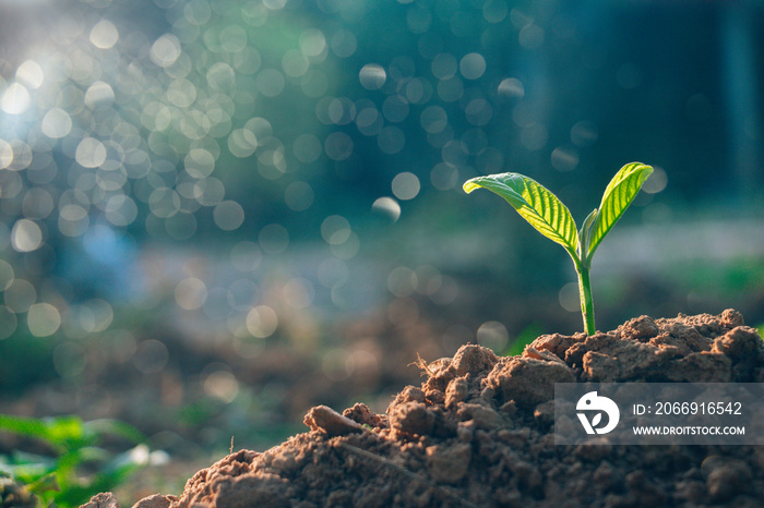 Growing plant,Young plant in the morning light on ground background, New life concept.Small plant on the ground in spring.