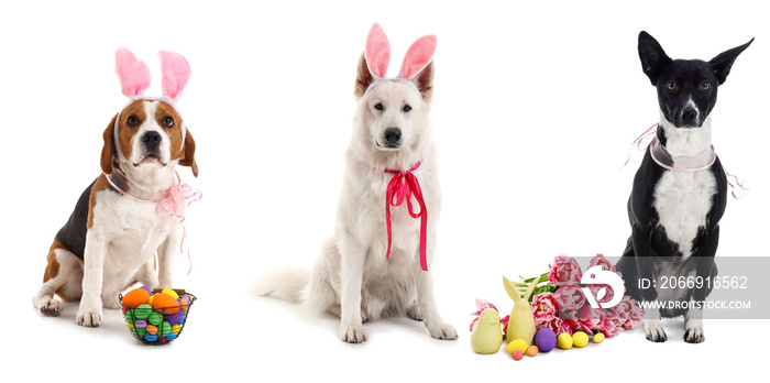 Set of cute dogs with bunny ears, flowers and Easter eggs isolated on white