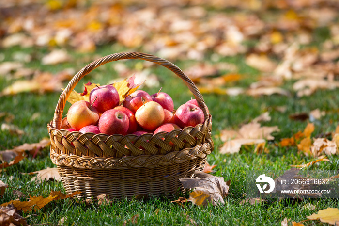 juicy apples in a basket in the garden