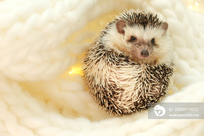 Hedgehog.Cute African white-bellied hedgehog in a white knitted scarf.Winter season for pets.Hedgehogs and Christmas cozy holiday mood.Cute little hedgehog