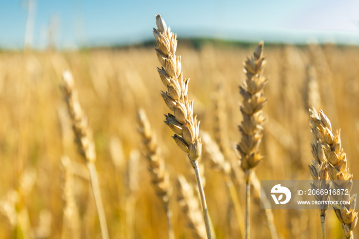 Wheat field on the farm at sunny autumn day