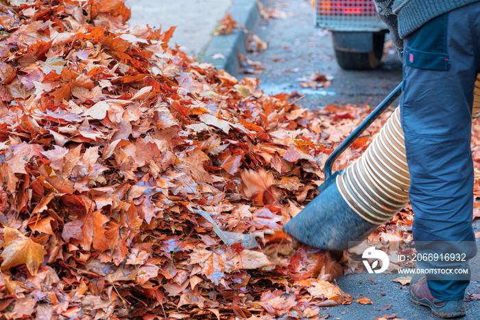 Worker clearing up the red autumn leaves using a leaf blower machine