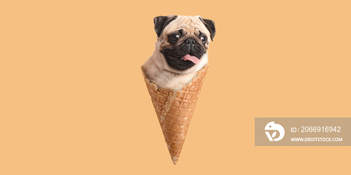 Funny pug dog in wafer cone on color background