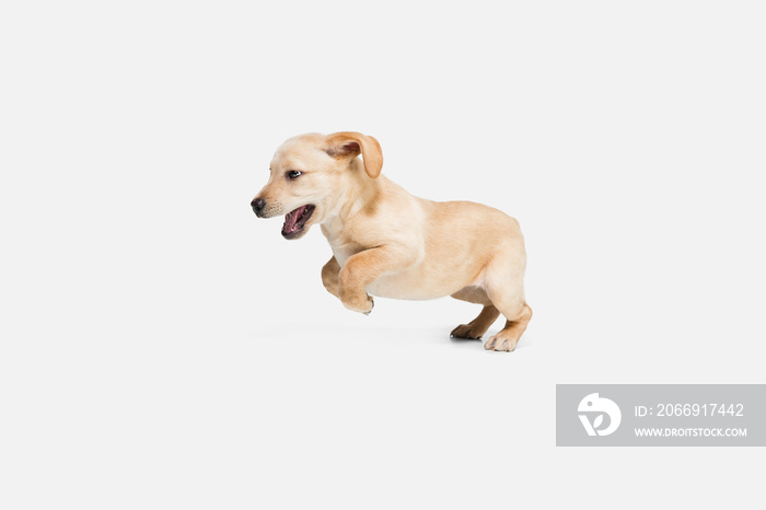 Little Labrador Retriever playing on white studio background