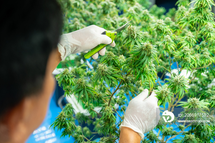 Backview of blurred worker uses cannabis pruning shears to cutting marijuana hemp cannabis flowers buds and plants in indoor Cannabis Plants. Cannabis for medical concept.