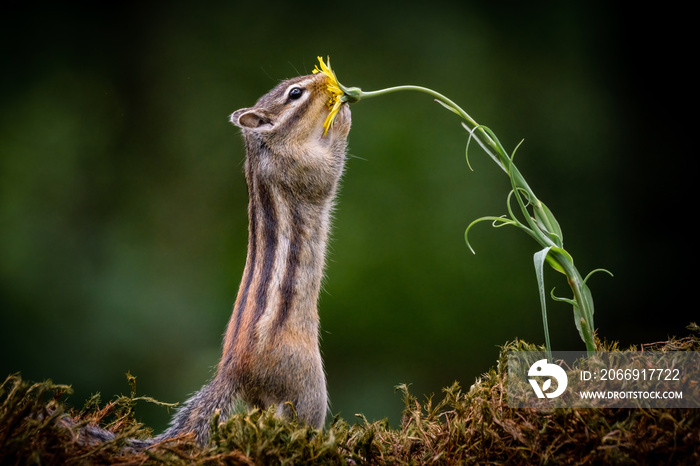 Squirrel with a flower