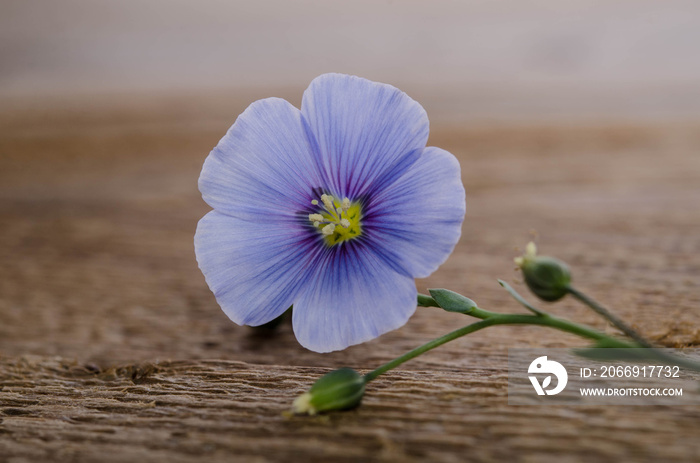 Beauty flax flower on a wooden background