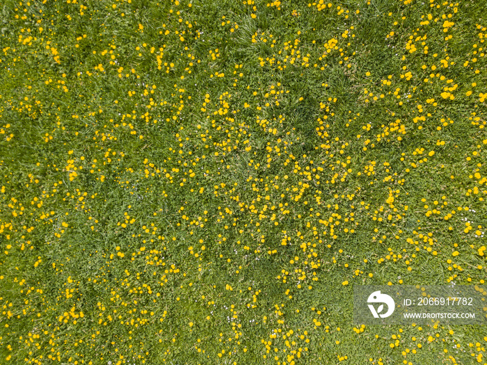 Aerial view of dandelion field. Flowers blooming from above