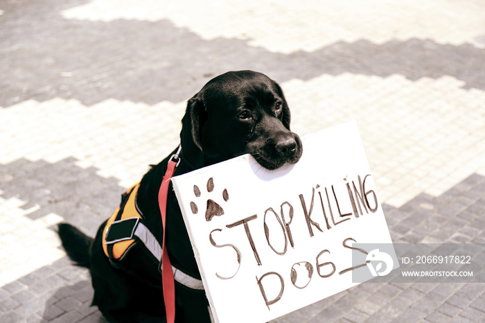 Cute dog holding a banner in his mouth saying Stop Killing Dogs