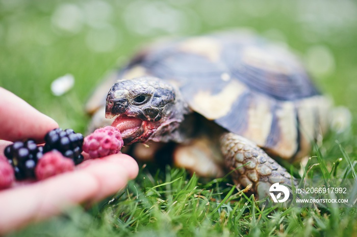 Raspberry and blackberry for home turtle