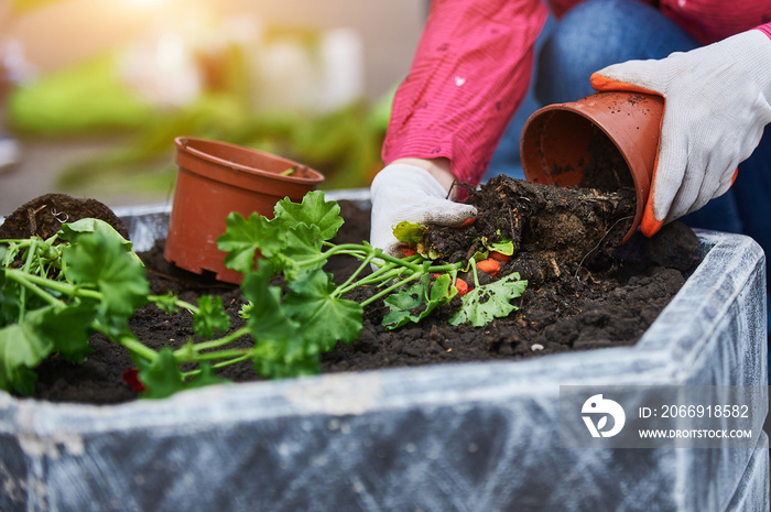 volunteers plant young plants in a flowerbed in the city