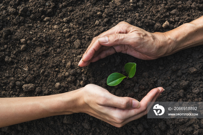 closeup hand of person holding abundance soil with young plant in hand   for agriculture or planting peach nature concept.