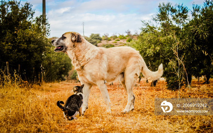 Portuguese Mastiff walking in the field with is friend cat. Rafeiro do Alentejo