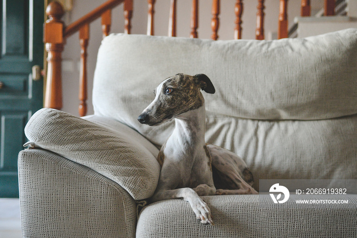 Whippet blanco y atigrado, tumbado encima de un sofá