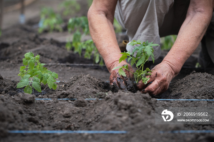 Senior caucasian woman hands planting tomato seedlings in the soil. Close up of spring work in the garden