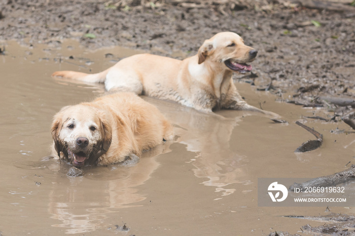 Golden retriever cooling off in a mud puddle after playing fetch the ball on summer day.