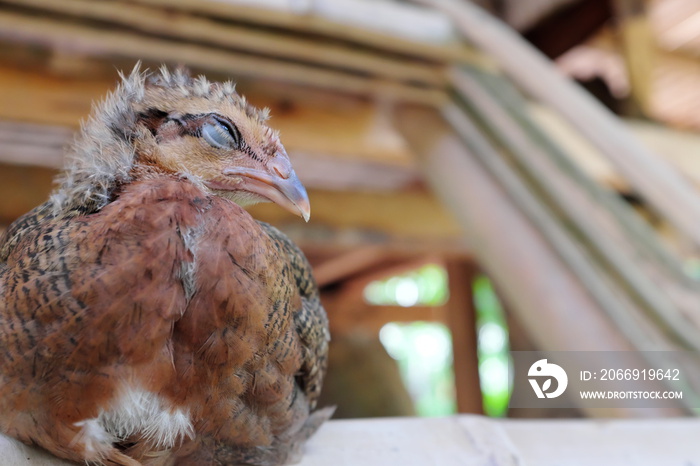 Selective focus of sleeping chicken with copy space.