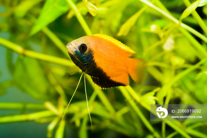 Honey gourami Trichogaster chuna tropical aquarium fish in fish tank. Colorfull male fish. Aquaria concept