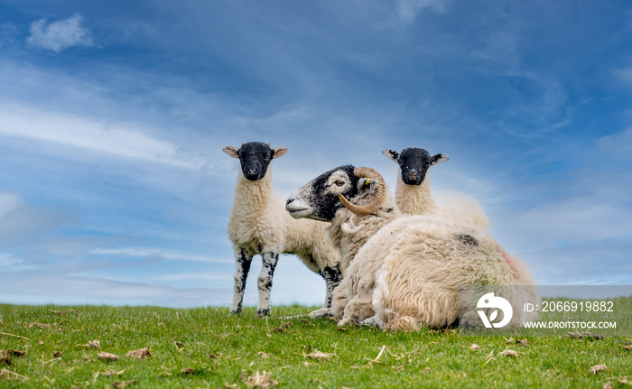 Lambing time in the Yorkshire Dales.  A Swaledale ewe sheep in Springtime with her two young twin lambs standing beside her. North Yorkshire, UK.  Clean background.  Space for copy.  Horizontal.