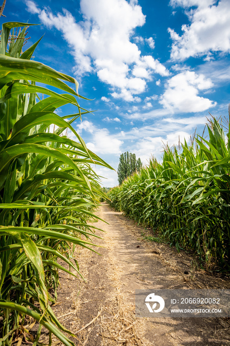 Corn maze