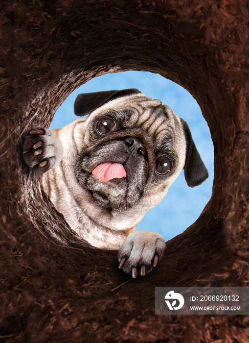 cute pug looking down into a dirt hole