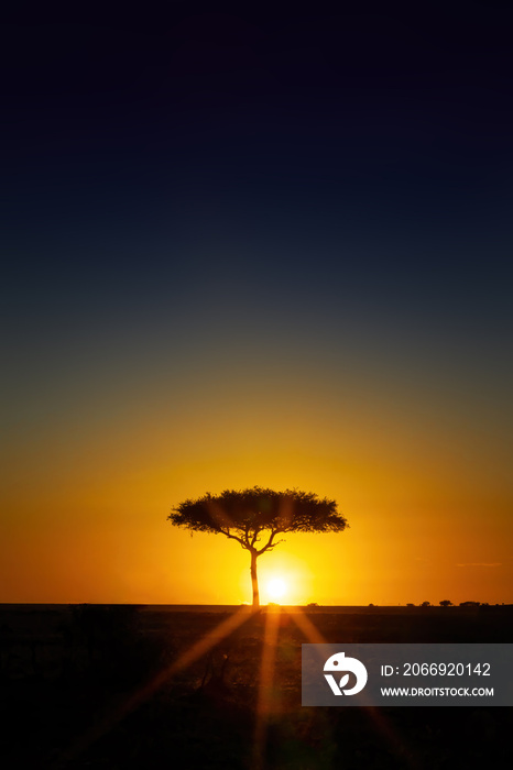 Single Acacia tree on the horizon at sunrise in the Masai Mara, Kenya