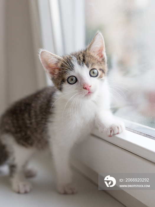 kitten sits near the window and looks at the camera