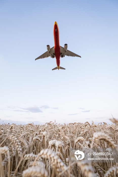 Großes Flugzeug bei der Landung über einem Kornfeld