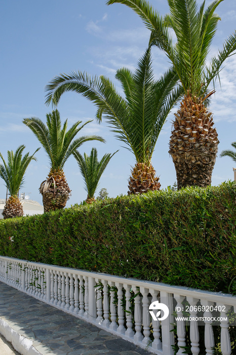 palm trees, hedge and fence against blue sky