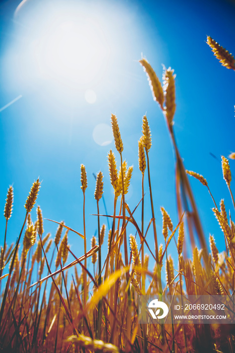 Cereal field on sunny day. View on golden ears of barley against the blurred background of blue sky. Bottom view. Agriculture, agronomy, industry concept.