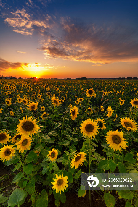 Beautiful sunset over sunflower field