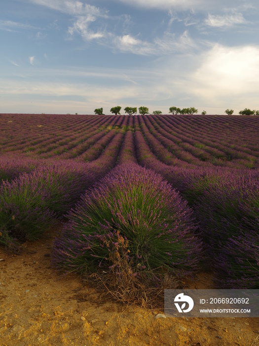 lavender field in provence france