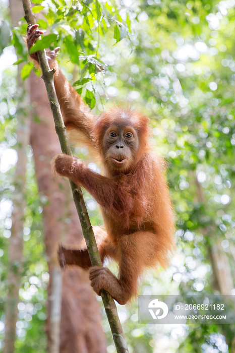 Beautiful baby Sumatran Orangutan (Pongo abelii) during a ecotourism jungle hike in Gunung Leuser National Park, Bukit Lawang, Sumatra, Indonesia