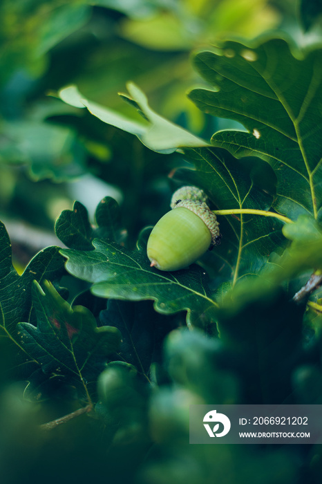 Green Acorn hanging in Oak Tree. High quality photo