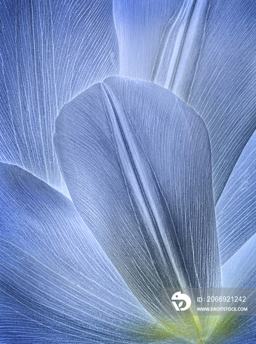 Blue Tulip Petal Close-up