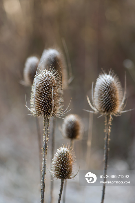 Frozen flowers of wild teasel with ice needles in the hoar frost in winter. Selective focus. (Dipsacus fullonum)