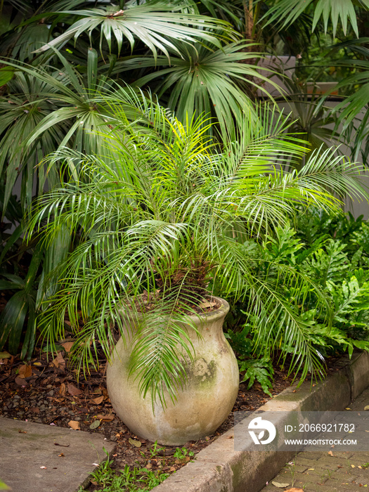 Pygmy Date Palm, Miniature Date Palm or just Robellini (Phoenix Roebelenii) in a White Pot in a Garden