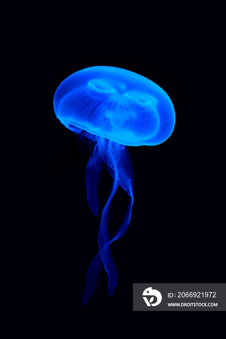 Jellyfish floating in a water