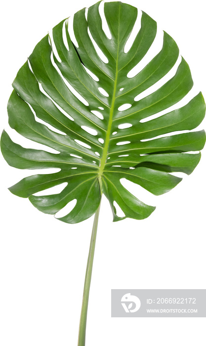 Monstera leaf cutout on transparent background.