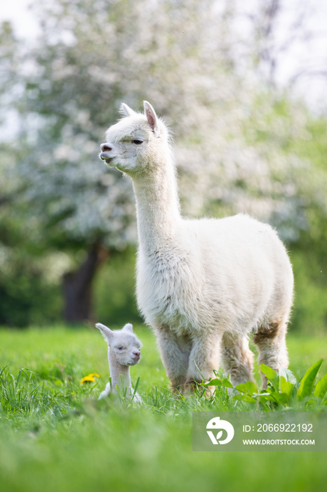 White Alpaca with offspring, South American mammal