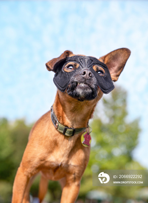 cute chiweenie mix at a local park