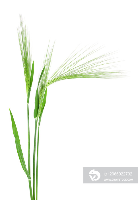 Green spikelets of barley isolated  on a white background. Three spikelets.