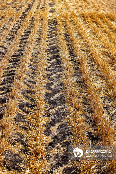 Rows of cut grain and tire trackin in the field