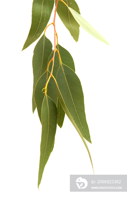 Flora of Gran Canaria - introduced species Eucalyptus camaldulensis branch isolated on white background